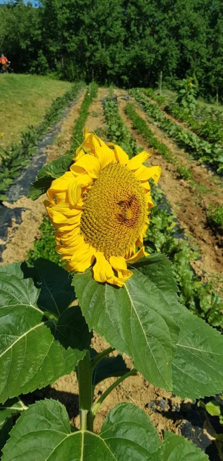 Bioagriturismo Poderaccio Incisa in Val d'Arno Екстер'єр фото
